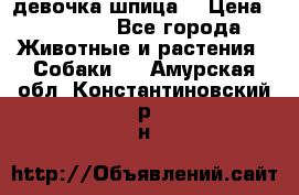 девочка шпица  › Цена ­ 40 000 - Все города Животные и растения » Собаки   . Амурская обл.,Константиновский р-н